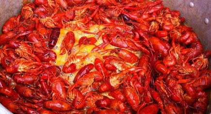 Easter Crawfish Coming Soon to CatholicFoodie.com! Bayou Louisiana, Season Months, Nola Recipes, Crawfish Recipes, Louisiana Crawfish, Crawfish Season, Crawfish Boil, College Experience, Cajun Recipes