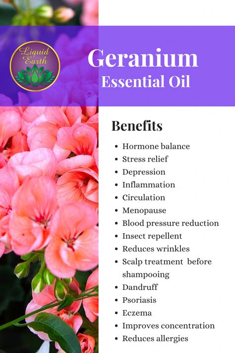 Geranium Essential Oil Benefits For Skin, Geranium Essential Oil Diffuser Blends, Geranium Essential Oil Uses, Geranium Oil Benefits, Rose Geranium Essential Oil Benefits, Geranium Oil Uses, Geranium Essential Oil Benefits, Essential Oils Geranium, Essential Oils For Wrinkles