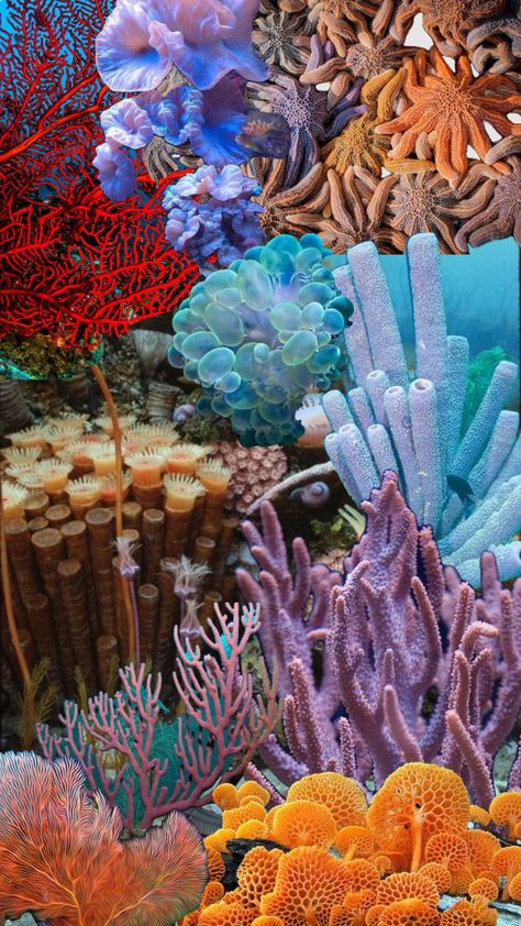 mood board for my art project ! Coral Reef Photography, Ocean Color Palette, Coral Reef Art, Underwater Plants, Fauna Marina, Underwater Painting, Sea Plants, Coral Art, Beautiful Sea Creatures