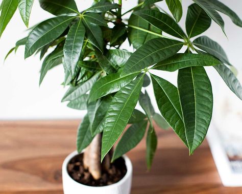 Money Tree: Plant Care & Growing Guide Bougainvillea Indoor, Basil Plant Indoors, Growing Ginseng, Money Tree Plant Care, Money Tree Plant, Pachira Aquatica, Tree Branch Decor, Bonsai Soil, Household Plants