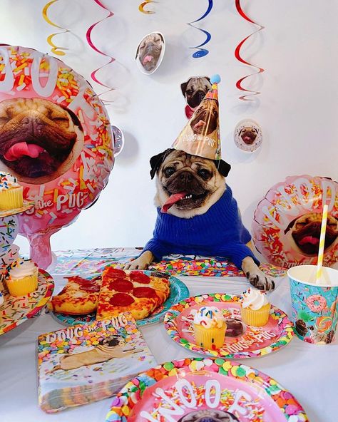 Happy Birthday Pug, National Pug Day, Birthday Pug, Pugs In Costume, Celebrating Birthday, Doug The Pug, Dog Birthday Party, Happy Tails, Cute Dog Pictures