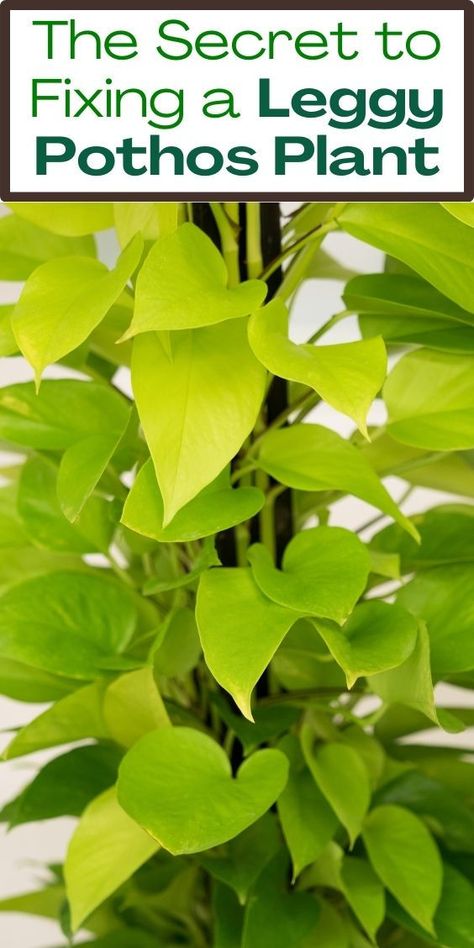 "Leggy Pothos Plant, trailing houseplants, indoor vine plant, low light 
plant, hanging plant, easy care houseplant, greenery for home décor, air 
purifying plant, leafy vine, tropical houseplant, indoor gardening, plant 
care tips, 6 Reasons Why, benefits of Pothos plant, reasons to love Pothos 
plant, Pothos plant benefits, indoor plant benefits, Pothos plant 
characteristics, Pothos plant growth tips." How To Fix Leggy Pothos, Golden Pathos, Ponytail Plant, Pathos Plant, Spider Plant Care, Pothos Plant Care, Pothos Vine, Pothos Plants, Plant Bugs