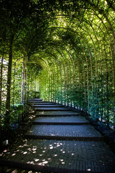 House Garden Design, Green Tunnel, Northumberland England, Alnwick Castle, Castle Garden, Garden Design Ideas, Garden House, School Age, Ideas Garden