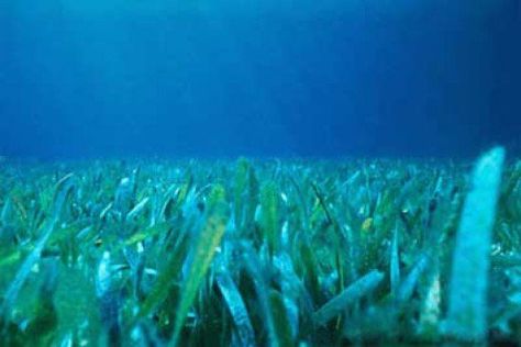 Grassbeds are a prime habitat for speckled trout. Speckled Trout, Gull Lake, Trout Fishing Tips, Salt Marsh, Wildlife Pictures, Under The Ocean, Pike Fishing, Catching Fish, Flowering Plants