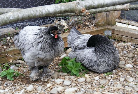 Blue Laced Red Wyandotte: Egg Production, Temperament and More… Blue Laced Red Wyandotte, Orpington Chickens, Herbs For Chickens, Brahma Chicken, Oregano Plant, Blue Chicken, Farm Photos, Mint Plants, Egg Production