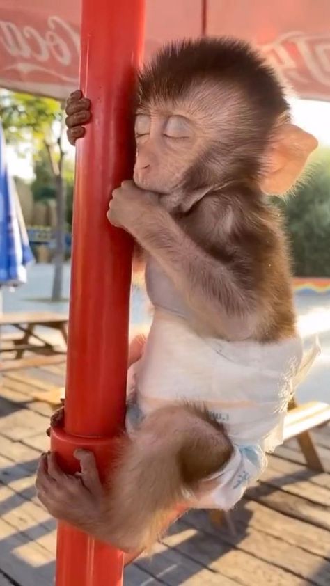 Funniest Animlas in 2022 | Cute little animals, Cute wild animals, Funny animals Monkey Funny Videos, Cute Monkey Pictures, Monkey Funny, Monkey Animal, Funny Monkey, Monkey Pictures, Little Animals, Pet Monkey