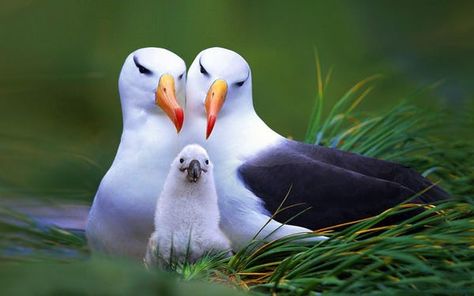 Animal Family Photos | Cute Pictures of Groups of Animals La Chose, Wild Animals Pictures, Spring Chicken, Animal Groups, Baby Warmer, Bird Photography, Animal Wallpaper, Cat Memes