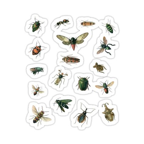 Insect Stickers, Monty Jay, A4 Sticker, Zoo Project, Stickers Sheet, Stickers Packs, Sticker Sheets, Bugs, Insects