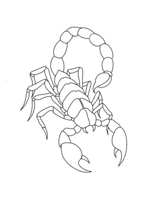 Scorpion Drawing Sketches, Scorpion Drawing Simple, Scorpion Tattoo Outline, Scorpion Tattoo Stencil, Scorpion Outline, Traditional Tattoo Drawings, Sand Drawing, Optical Illusion Tattoo, Egypt Tattoo