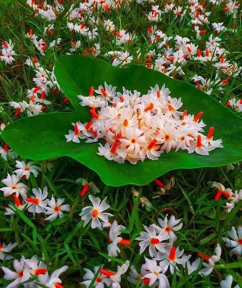 Flowers Dp, Flower Reference, Birds Photography Nature, Purple Flowers Wallpaper, Nature Photography Flowers, Diy Raised Garden, Flowers Photography Wallpaper, Flower Garden Design, K Wallpaper