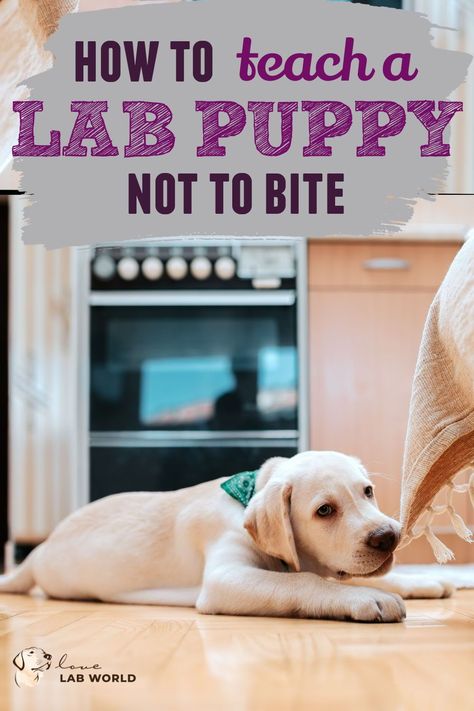 Labrador Retriever puppies are playful, but sometimes, they can get carried away and bite you and your stuff. This may lead you to search for ways to help you train your Lab puppy not to bite.In this article, we are going to take a look at what you can do to teach your Labrador pup to stop biting. Click for more training a labrador, labrador retrievers, labrador owners, labrador care, dog training, raising a dog. Training Labrador Puppies, How To Train A Labrador Puppy, Lab Training Tips Puppies, Lab Puppy Training Tips, Labrador Retriever Puppy Training, Lab Puppy Training, White Labrador Puppy, Labrador Puppy Training, Silver Lab Puppies