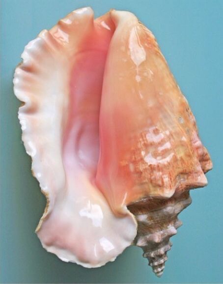 Pearl Shell Aesthetic, Shell Reference, Shells Aesthetics, Shell Aesthetic, Seashells Photography, Beautiful Shells, Mermaid Aesthetic, Inspirational Artwork, Arte Inspo