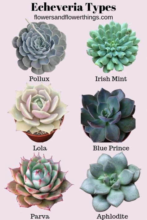 40 Echeveria Types & Care (with pictures) - Flowersandflowerthings Echeveria Types, Makeup Kawaii, Tanaman Sukulen, Different Types Of Succulents, Succulent Names, Succulents Wallpaper, Types Of Succulents Plants, Kaktus Dan Sukulen, Tanaman Indoor