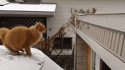 Cat Jump GIF - Cat Jump Fail GIFs Jumping Gif, Funny Cat Fails, Best Cat Gifs, Cat Fails, Epic Fails Funny, Australian Cattle Dog, Funny Cat Videos, Crazy Cat Lady, Cat Gif