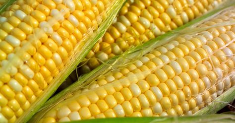 This Brilliant Hack for Removing Those Pesky Strands Will Change How You Shuck Corn | Southern Living Removing Corn Silk, Peaches And Cream Corn, Shuck Corn, Growing Sweet Corn, Freezing Corn, Shucking Corn, Growing Corn, Corn Stalks, Corn Seed