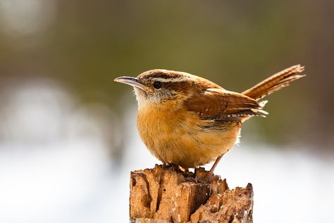 Carolina Wren | Jason Paluck | Flickr Make A Song, Board Sayings, Carolina Wren, Common Birds, Brown Bird, Bird Watcher, Backyard Birds, All Birds, Bird Pictures