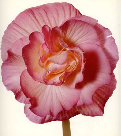 Tuberous Begonia, Irving Penn, Nothing But Flowers, Have Inspiration, Arte Inspo, Art Plastique, Pretty Flowers, Flower Power, Art Inspo