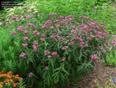 Asclepias incarnata 'Cinderella'  (swamp milkweed) Rose Milkweed, Milkweed Garden, Butterfly Nectar, Butterfly Milkweed, River Garden, Asclepias Incarnata, Florida Native Plants, Rain Gardens, Florida Garden