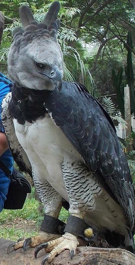 Harpy Eagle, Photos Aesthetic, Unusual Animals, Rare Animals, Animal Photos, Silly Animals, Cute Wild Animals, Exotic Birds, Pretty Birds