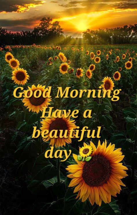 Good Morning Nature Images, Morning Memes, Happy Day Quotes, Good Night Flowers, Happy Morning Quotes, Good Morning Sunshine Quotes, Morning Quotes Funny, Good Night Friends, Happy Morning