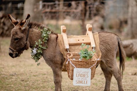 Beer Burro — Air Ponies Beer Donkey Wedding, Beer Burro, Pack Saddle, Trailer Bar, Mini Donkey, Country Party, 2025 Wedding, Still Single, The Donkey