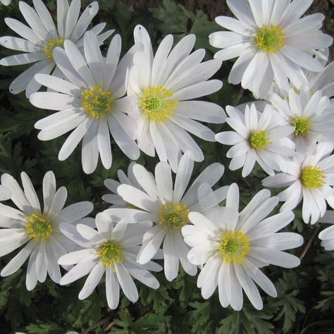 Anemone blanda ' White Splendour' - Rose Cottage Plants Cottage Plants, Anemone White, Anemone Blanda, Bloom Where Youre Planted, Planting Shrubs, Daisy Flowers, Rose Cottage, Beautiful Blooms, Clematis