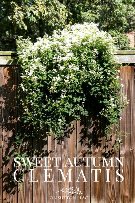 Clematis On Fence, Norwegian Garden, Garden Supports, Gardening Shed, Clematis Care, Clematis Trellis, Residential Garden, Climbing Clematis, Fall Landscaping