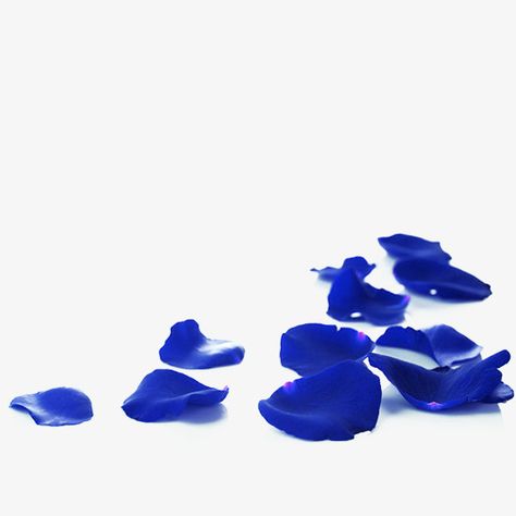 Blue Roses Png, Hexblade Warlock, Blue Rose Petals, Blue Flower Png, Blue Flower Petals, Rose Pic, Dark Blue Wedding, Michael Kaiser, Rose Png