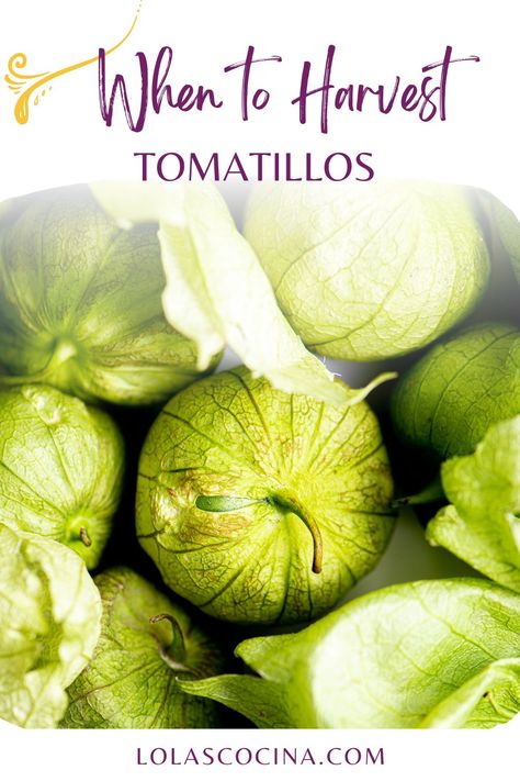 Learn when to harvest tomatillos for the best flavor and texture, when they are ripe, and how to use them in Mexican recipes. Tomatillo Plant, Tomatillo Salsa Recipe, Mexican Sauce, Salsa Recipes, Tomatillo Salsa, Tomato Cages, Green Tomatoes, Salsa Recipe, Mexican Recipes