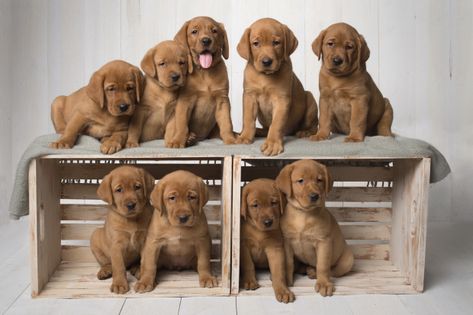 Kimber & Blue’s Puppies: Six Weeks Old – Balsam Branch Kennel | Fox Red Lab Puppies | For Sale | Cute Puppies | Wisconsin | Red Lab Puppies, Puppy Photoshoot, Fox Red Lab, Yellow Lab Puppies, Fox Red Labrador, Red Labrador, Puppy Litter, Red Lab, Dog Breeding