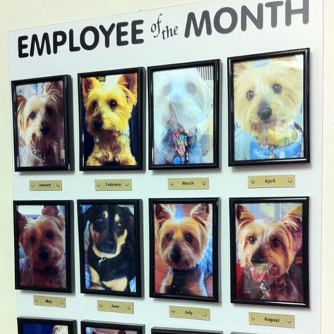 Employee Of The Month Board, Grooming Room, Dog Boarding Ideas, Dog Daycare Business, Dog Boarding Facility, Kennel Ideas, Shelter Ideas, Pantry Decor, Doggie Daycare