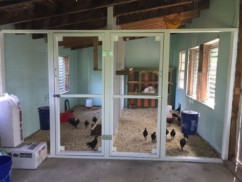 Honeymooners Turn Old Garden Shed into Palace for Super-Spoiled Pets | BackYard Chickens - Learn How to Raise Chickens Shed To Chicken Coop, Shed Chicken Coop, Chicken Shed, Portable Chicken Coop, Spoiled Pets, Coop Design, Best Chicken Coop, Chicken Coop Designs, Building A Chicken Coop