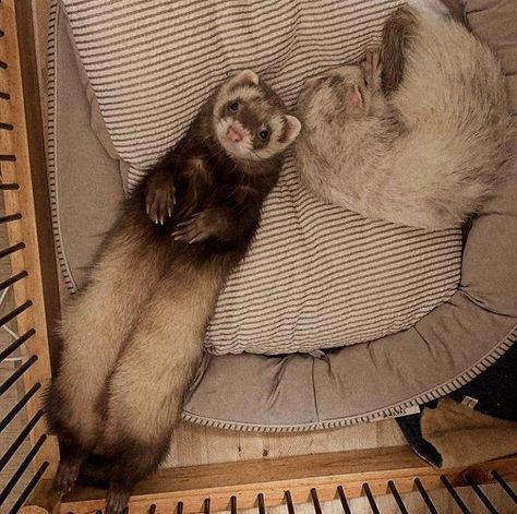 Ferrets Aesthetic, Natalie Aesthetic, Brown Ferret, Funny Ferrets, Cute Ferrets, Fnaf Art, Brown Aesthetic, Ferret, Otters