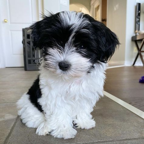 Havanese Dogs Black And White, Maltipoo Puppy Black And White, Havanese Aesthetic, Havanese Black And White, Maltipoo Black And White, Black And White Puppy, Bichon Havanese, Puppy Store, Animal Humor Dog