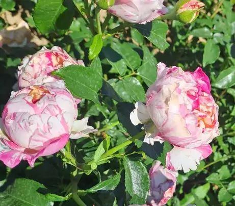 Julie Andrieu rose - Juliet Rose Flower, Grandiflora Roses, Julia Rose Itoh Peony, Multiflora Rose, Scentuous Rose, Rose Varieties, Types Of Roses, Hybrid Tea Roses, Charming Garden