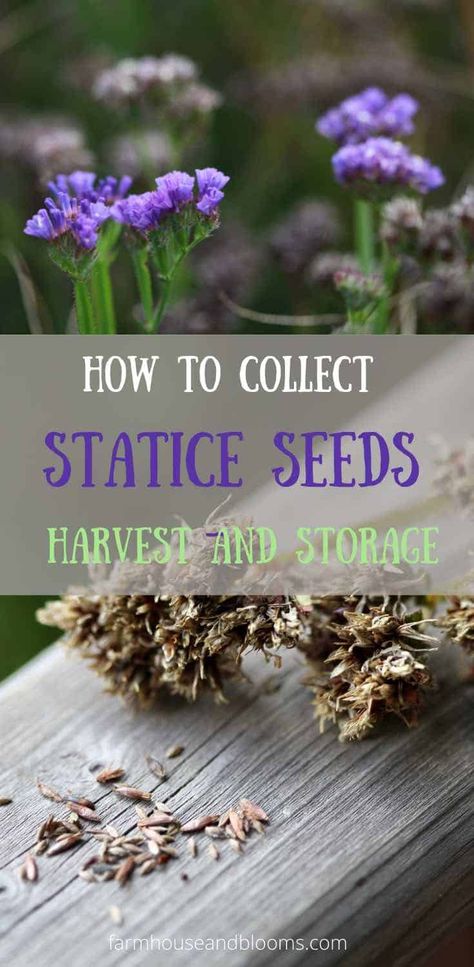 How To Collect Statice Seeds -Harvest And Storage - Farmhouse & Blooms Pea Baby Food, Growing Sweet Peas, Seed Storage, For Seasons, Seed Heads, Seed Saving, Pea Flower, Seasonal Garden, Propagating Plants