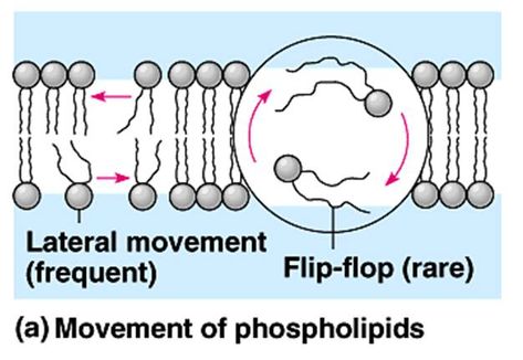 Keeping in view the 'fluid mosaic model' for the structure of cell membrane, which one of the following statements is correct with respect to the movement of lipids and proteins from one lipid monolayer to the other? Structure Of Cell, Fluid Mosaic Model, Cell Structure, Cell Membrane, The Movement, Keep On, Flip Flop, Mosaic, Writing