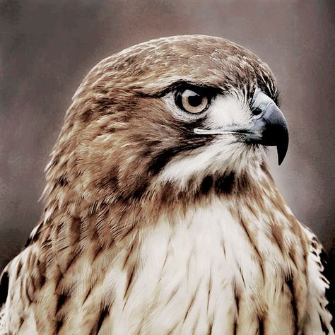 Hawk Familiar, Renee Ahdieh, Red Tailed Hawk, Ends Of The Earth, Reptiles Pet, Assassin’s Creed, Wild Dogs, Domestic Cat, Throne Of Glass