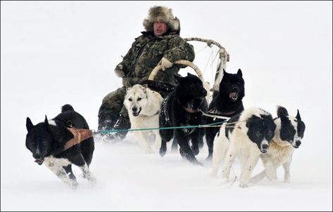 The Sakhalin Husky, also known as Karafuto-Ken is a purebred dog having a life expectancy of 12-14 years. They were used for sleds and cart pulling because of its harsh snowy climate tolerating power. Sakhalin Husky is a large size dogs and both male and female have different size.Because of their large stature and amazing […] The post Sakhalin Husky Dog/Karafuto-Ken Breed Information (Extinct) appeared first on Doglime. Sakhalin Husky, Royal Navy Officer, Pull Cart, Military Dogs, Loyal Dogs, Purebred Dogs, Snow Dogs, Husky Puppy, Life Expectancy