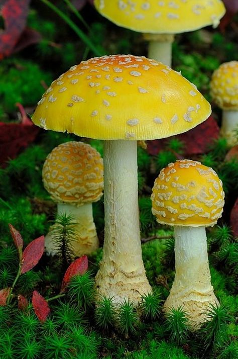 Fly Agaric - Amanita muscaria var. The Magic Faraway Tree, Faraway Tree, Mushroom Magic, Lichen Moss, Mushroom Pictures, Amanita Muscaria, Fly Agaric, Slime Mould, Plant Fungus