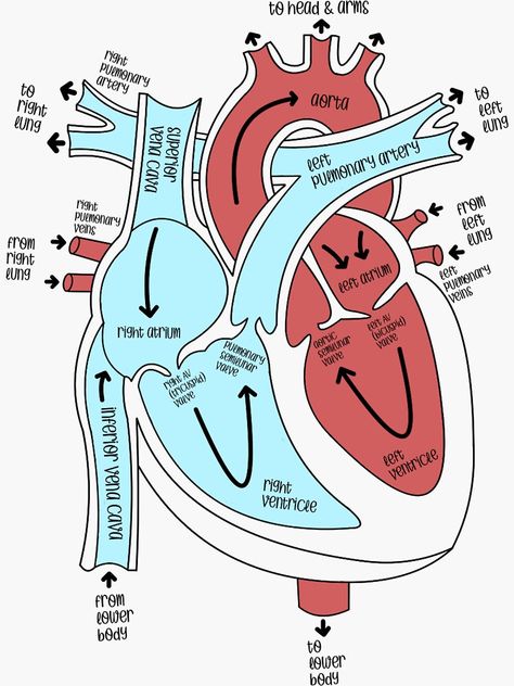 Anatomical Heart Labeled, Labeled Heart Diagram, Heart Labeled Anatomy, Sheep Heart Dissection Labeled, Anatomy And Physiology Stickers, Internal Structure Of Heart Diagram, Circulatory System Aesthetic, Heart Anatomy Drawing Notes, Heart Anatomy Studying