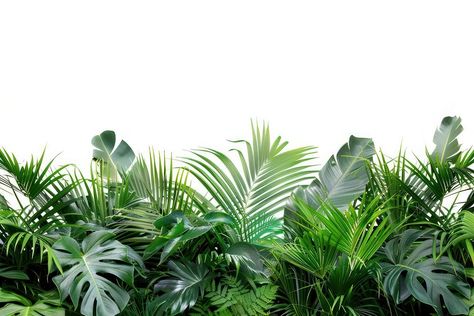 Lush tropical green foliage background | free image by rawpixel.com / Tang Tropical Background Landscape, Jungle Border, Foliage Background, Stem Flowers, Tropical Landscape, Studio Background Images, Border Plants, Tropical Green, Studio Background