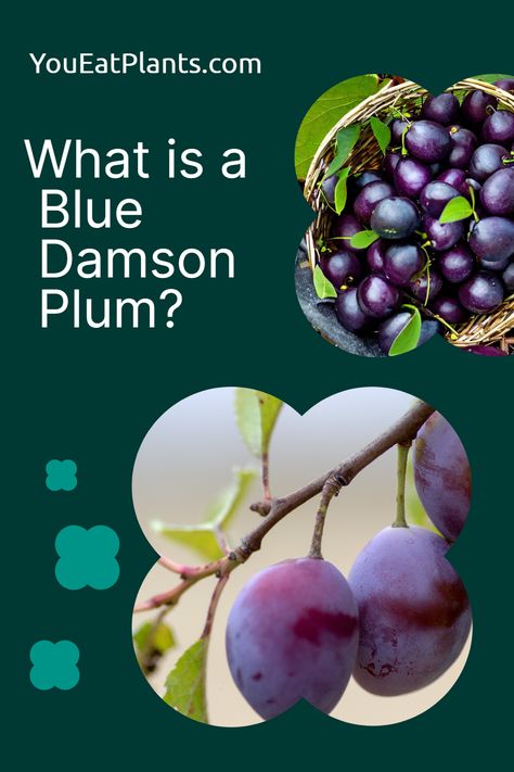 Types Of Plums, Damson Jam, Damson Plum, Plum Recipes, Sour Fruit, Unique Fruit, Plum Fruit, Good Source Of Fiber, Plum Tree