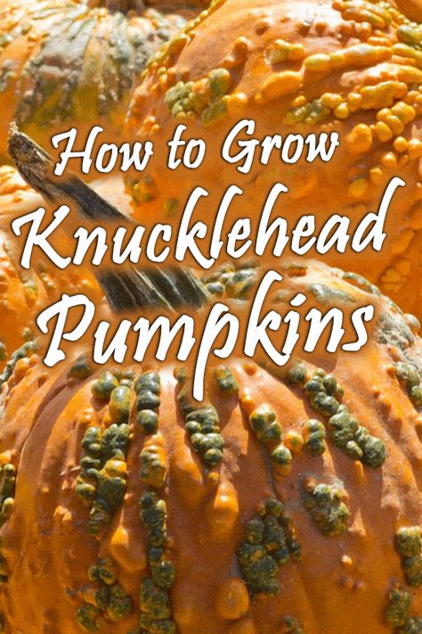 Knucklehead Pumpkin, Pumpkin Tree, Squash Varieties, Compost Soil, Pumpkin Garden, Organic Pesticide, Giant Pumpkin, Cinderella Pumpkin, Orange Skin