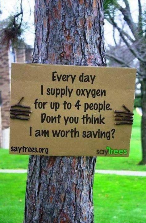 Save Nature Quotes, Tree Of Life Quotes, Family Tree Quotes, Environmental Quotes, Environment Quotes, Save Planet Earth, Tree Quotes, Whatsapp Videos, Save Nature