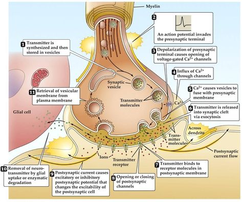 Synapse Chemical Synapse, Pass Your Exams, Neuromuscular Junction, Anaerobic Respiration, Human Physiology, Glial Cells, Sensory Nerves, Psychology Notes, Better Grades