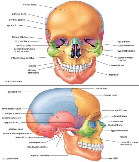 Osteology of Maxilla and Mandible Cheat Sheet by Carmilaa - Download free from Cheatography - Cheatography.com: Cheat Sheets For Every Occasion Skull Diagram, Cranial Bones, Anatomy Head, Bone Anatomy, Massage School, Skin Anatomy, Facial Bones, Skull Anatomy, Anatomy Bones