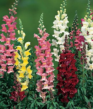 Things I can Grow in my Garden - snap dragons Snap Dragon, Snapdragon Flowers, Making Plant Pots, Beautiful Flowers Photography, Garden Shrubs, Annual Flowers, Beautiful Flowers Garden, Flower Beauty, Winter Garden