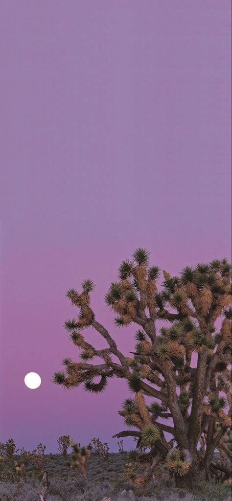 Desert Sunset Wallpaper, Wallpaper Iphone Relaxing, Cactus Background Aesthetic, Desert Lockscreen, Southwestern Aesthetic Wallpaper, Cute Cactus Wallpaper Iphone, Purple Western Wallpaper, Colorful Western Aesthetic, Purple Western Aesthetic