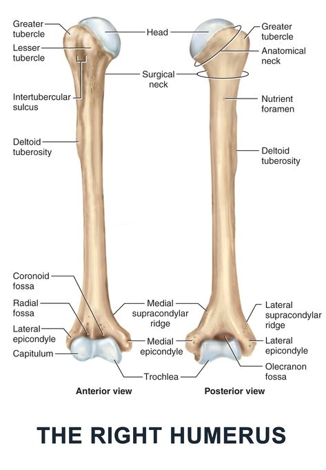 Humerus Anatomy, Pose Reference Anatomy, Human Anatomy Book, Animation Anatomy, Pectoral Girdle, Character Design Anatomy, Upper Limb Anatomy, Humerus Bone, Sketch Anatomy